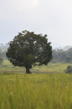 ormanda büyük ağacı