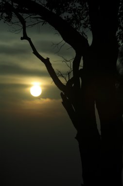 kabus ağaç siluet