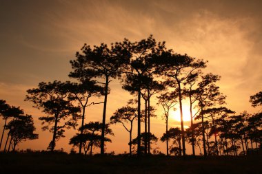 gün batımı arka ormanda Silhouettes