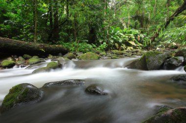 Yeşil orman sonbaharda su