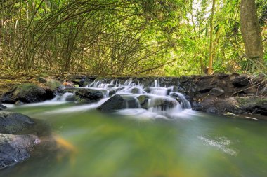 Bambu ormanında sonbahar su