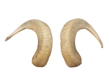 Animal Big horns clipart