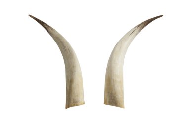 büyük Fildişi fildişi