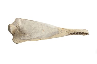 büyük balina kemiği