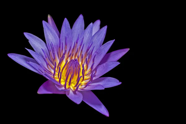 Lotus βιολετί σε σκούρο φόντο — Φωτογραφία Αρχείου