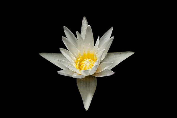 Lotus putih di latar belakang gelap — Stok Foto