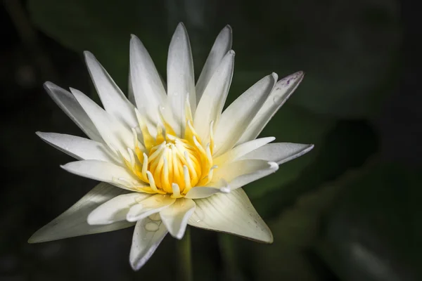 Lotus λευκό σε σκούρο φόντο — Φωτογραφία Αρχείου