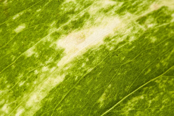 Textura de folha verde — Fotografia de Stock