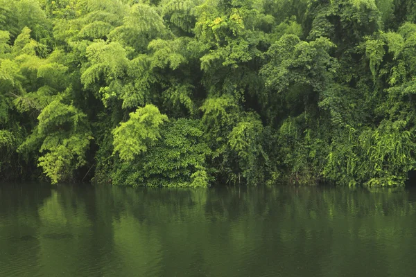 Канал на зеленом фоне джунглей — стоковое фото