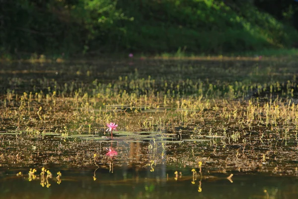 Teratai merah muda terang di rawa — Stok Foto
