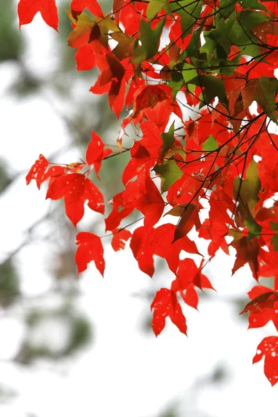 Bunch bordo vermelho — Fotografia de Stock