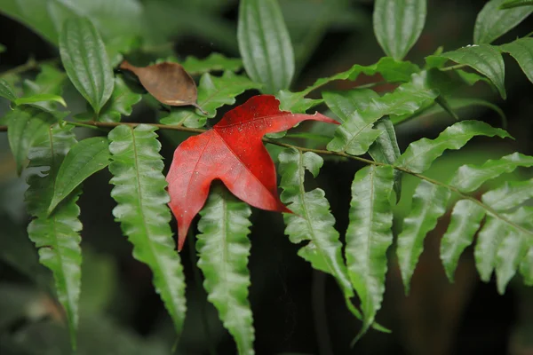 シダに紅いモミジ — ストック写真