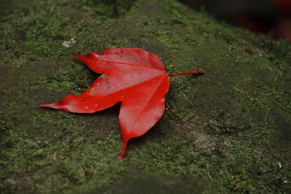 Moss に紅いモミジ — ストック写真