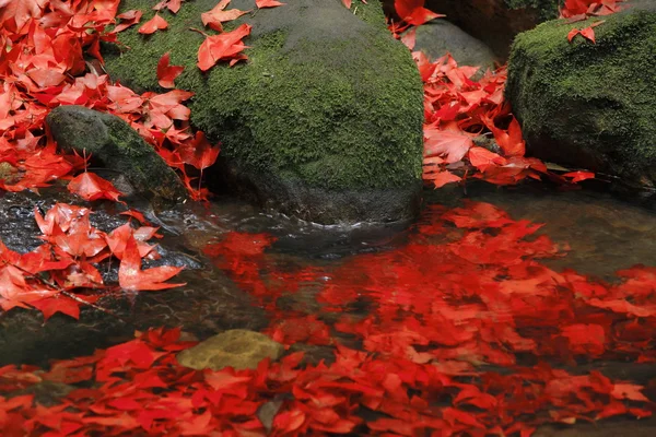 Красный клен на камне в воде — стоковое фото