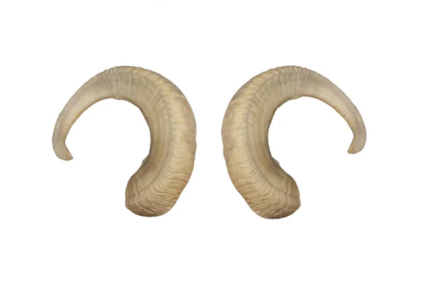 Animal Big horns — Stock Photo, Image