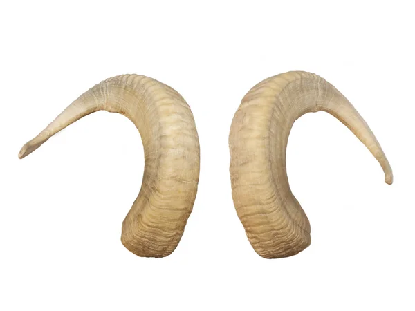 Animal Big horns — Stock Photo, Image