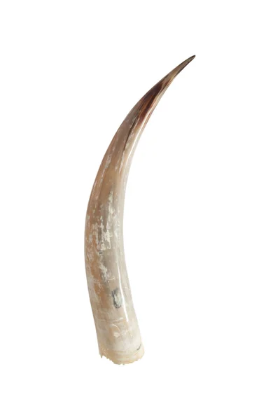 Große Stoßzähne aus Elfenbein — Stockfoto