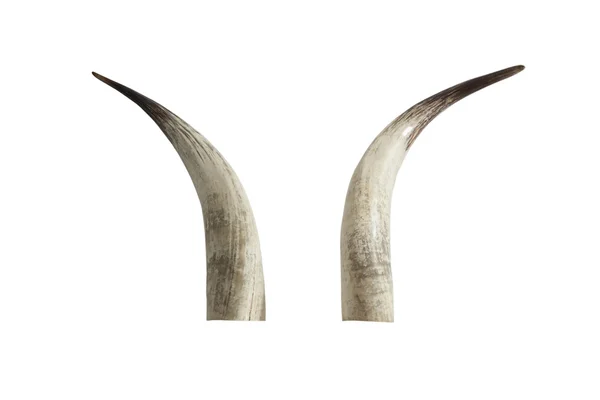 Большие бивни из слоновой кости — стоковое фото