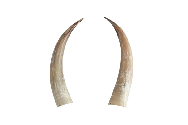 Big ivory tusks — Stock Photo, Image