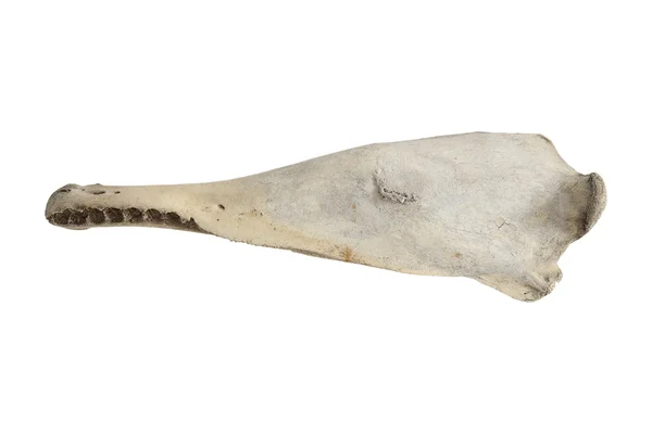 Big whale bone — Stock Photo, Image