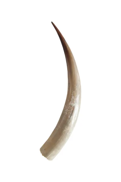 Grote ivoren slagtanden — Stockfoto