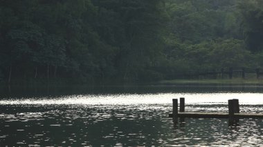 Köprü aydınlatmalı ormandaki (siluet)