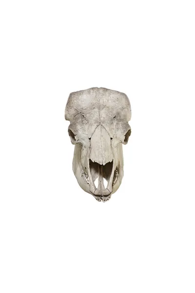 Crânio de touro isolado sobre fundo branco — Fotografia de Stock