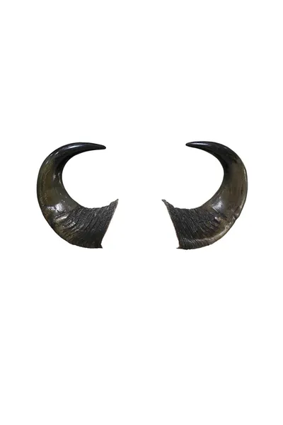 Bull horns geïsoleerd op witte achtergrond — Stok fotoğraf