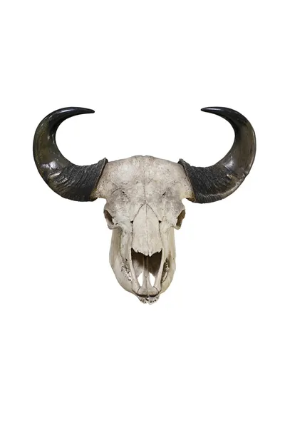 Bull big horns isolated on white background — Stock Photo, Image