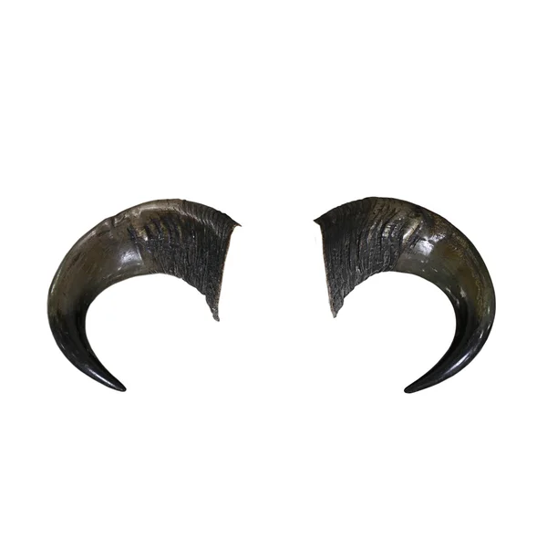 Bull horns geïsoleerd op witte achtergrond