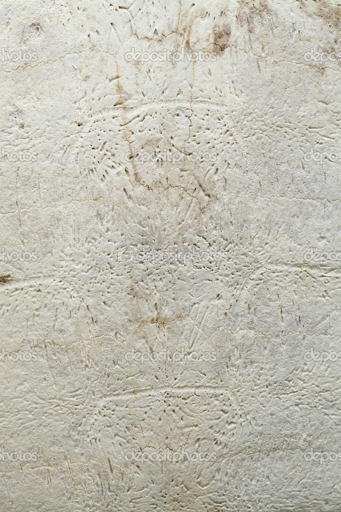 Snapping turtle tracks | Snapping turtle carapace texture — Stock Photo