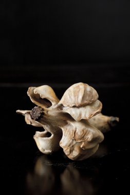 Sarı kabak koyu arka plan üzerinde izole