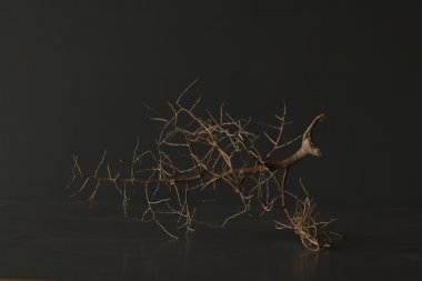 koyu arka plan üzerinde kuru tahta sopa