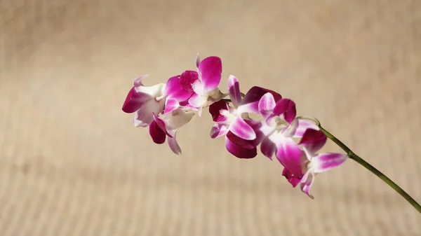 Roztomilý orchidej na matné pozadí (zátiší) — Stock fotografie