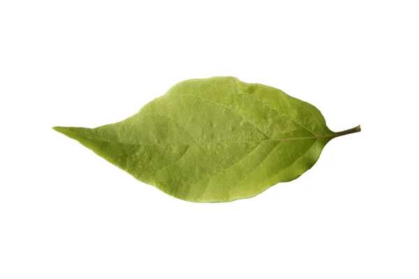 Hoja corta verde brillante aislada sobre fondo blanco — Foto de Stock