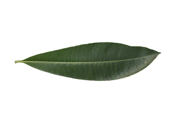 Long green leaf isolated on white background — Stock Photo, Image