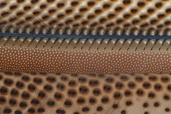 Feather texture — Stock Photo, Image