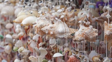 hareket eden deniz hayvanı kabuğu