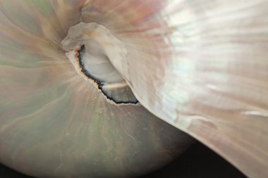 antika kabuk (natürmort kapatmak)