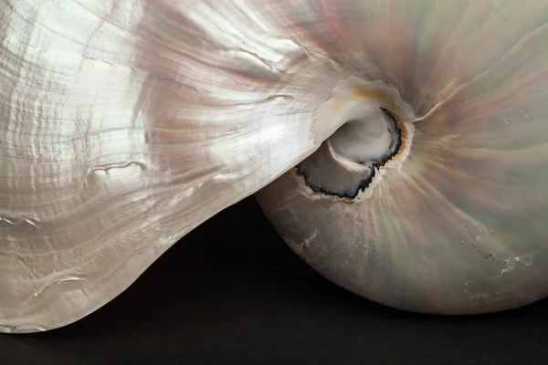 Antique shell close up (Natureza morta ) — Fotografia de Stock