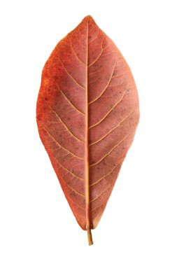 arka taraf malabar yaprak beyaz zemin üzerine izole