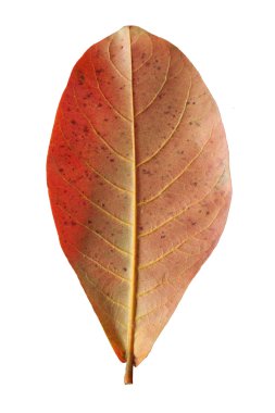 arka taraf malabar yaprak beyaz zemin üzerine izole