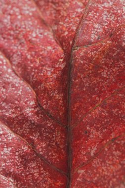 Malabar yaprak textur