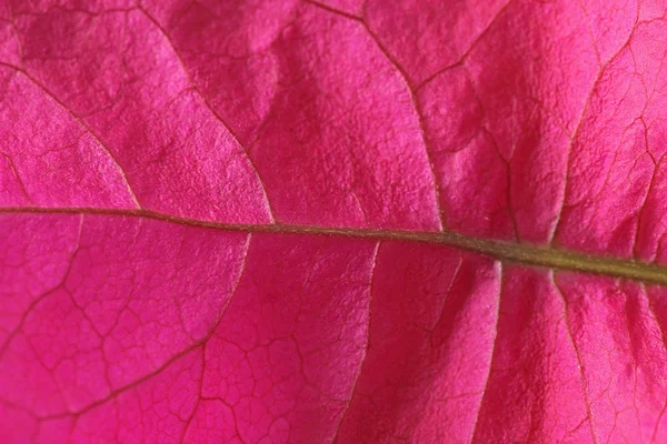 Bougainvillea flower texture — Stock Photo, Image