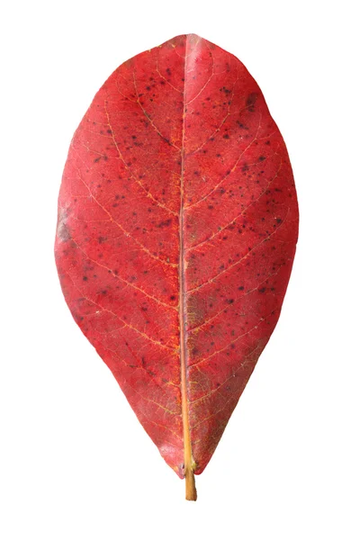 Красный лист малабара выделен на белом фоне — стоковое фото