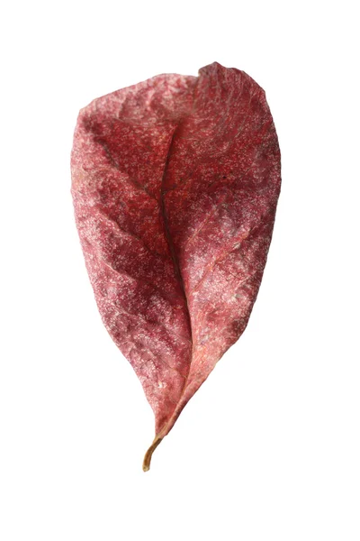 Сухой лист малабара изолирован на белом фоне — стоковое фото
