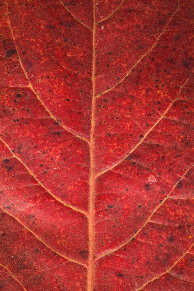 Tektur daun Malabar — Stok Foto