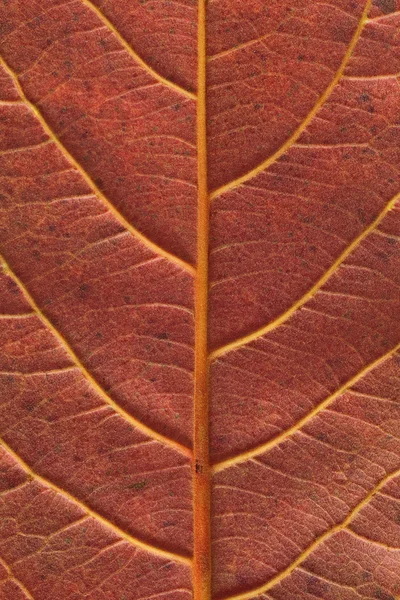 Malabar leaf textur — Stock Photo, Image