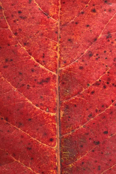 Малабарский листовой текстур — стоковое фото