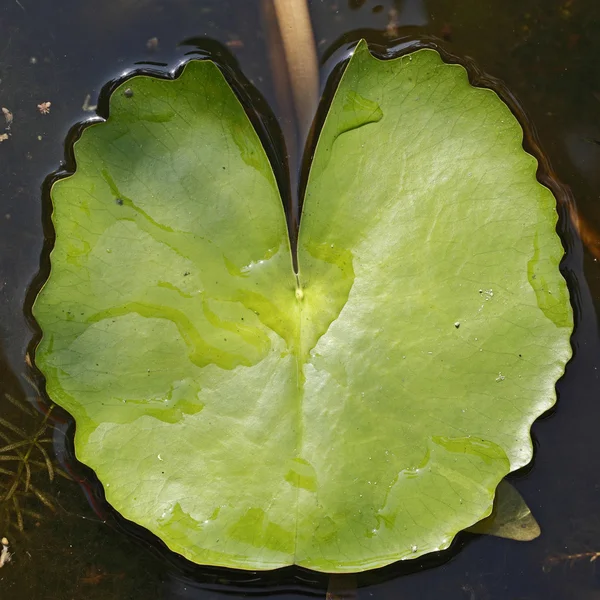 Grünes Lotusblatt — Stockfoto